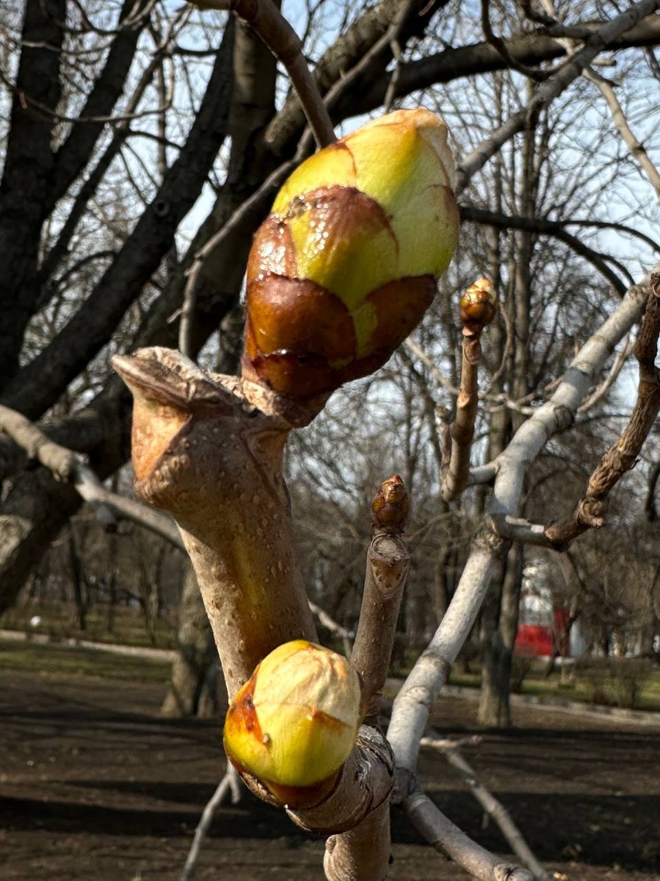 Чайная высота. Дом чая и мороженого